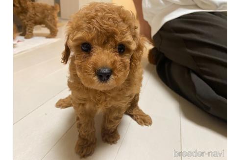 子犬