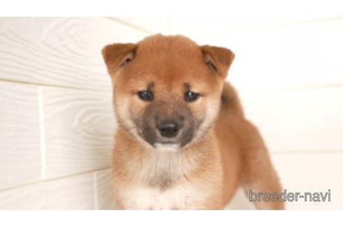 成約済の福岡県の柴犬-145814の1枚目