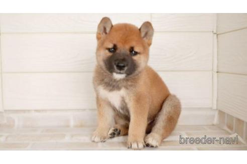 成約済の福岡県の柴犬-145817の1枚目