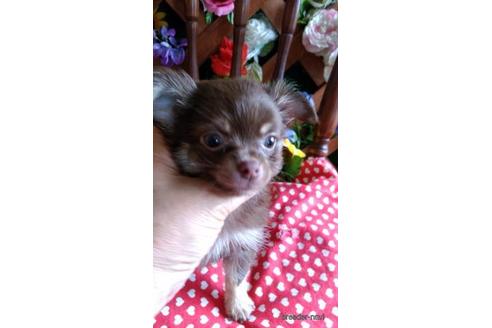 鹿児島県でチワワの子犬を探す ブリーダーナビ 鹿児島県でチワワの子犬を探す ブリーダーナビ