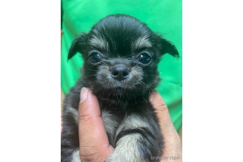 成約済の静岡県のチワワ(ロングコート)-144304の1枚目