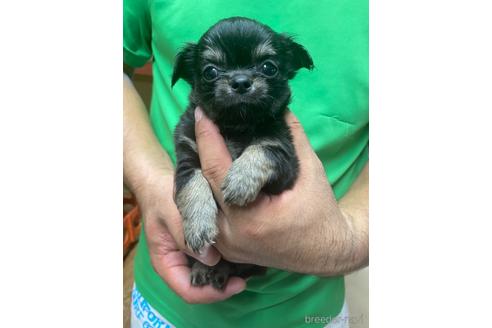 成約済の静岡県のチワワ(ロングコート)-144304の2枚目