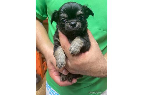 成約済の静岡県のチワワ(ロングコート)-144304の3枚目