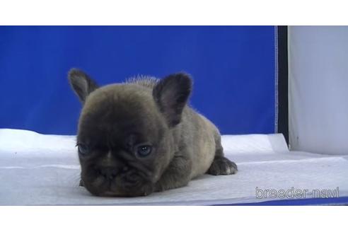 成約済の愛知県のフレンチブルドッグ-145864の3枚目