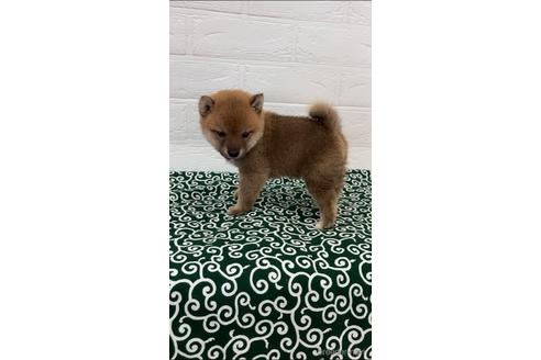 成約済の愛媛県の豆柴-144109の2枚目