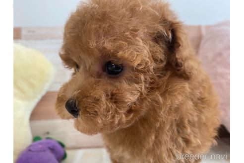 成約済の広島県のタイニープードル-146245の3枚目