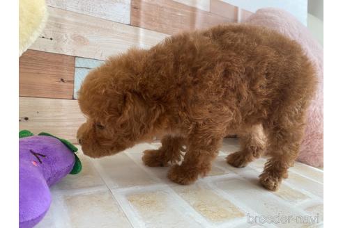 成約済の広島県のタイニープードル-146245の2枚目