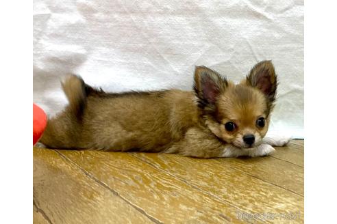 成約済の神奈川県のチワワ(ロングコート)-139552の10枚目