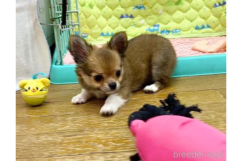 成約済の神奈川県のチワワ(ロングコート)-139552の15枚目
