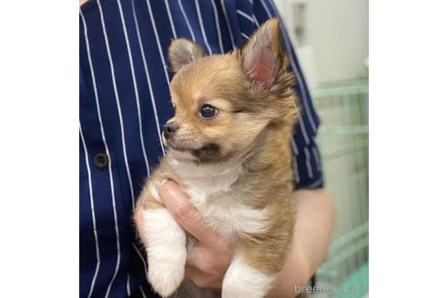 成約済の神奈川県のチワワ(ロングコート)-139552の2枚目