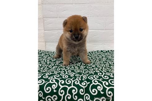 成約済の愛媛県の豆柴-145020の4枚目