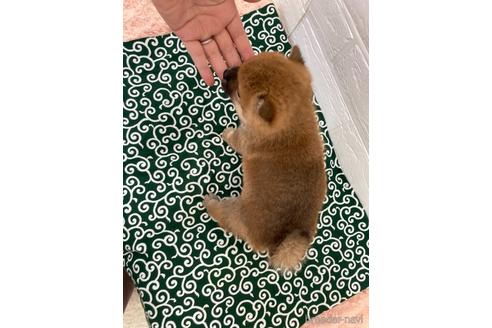 成約済の愛媛県の豆柴-145020の6枚目