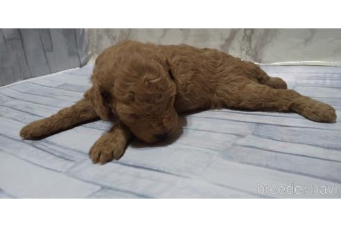 成約済の埼玉県のトイプードル-144013の22枚目
