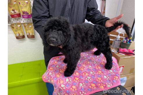 成約済の東京都のミックス犬-145920の26枚目