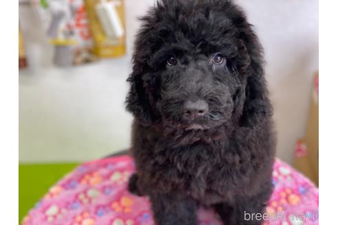 成約済の東京都のミックス犬-145921の16枚目