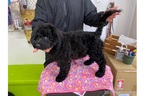 成約済の東京都のミックス犬-145921の13枚目
