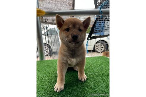 成約済の広島県の柴犬-140834の1枚目