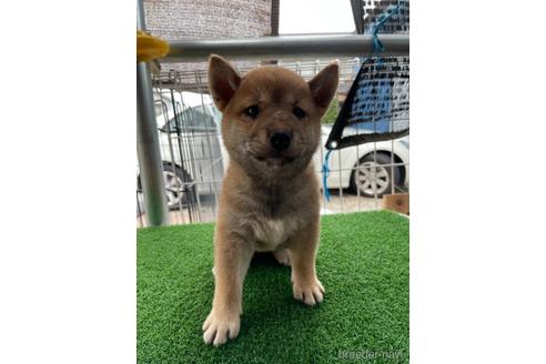 成約済の広島県の柴犬-140834の1枚目