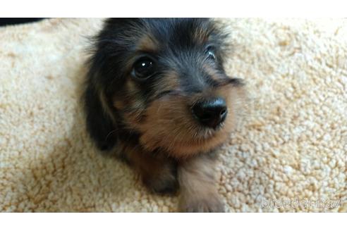 成約済の愛知県のミックス犬-144280の5枚目
