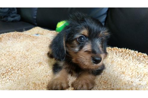 成約済の愛知県のミックス犬-144280の4枚目