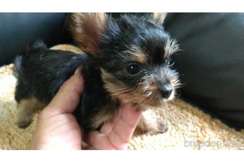 成約済の愛知県のミックス犬-144283の1枚目
