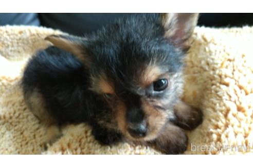 成約済の愛知県のミックス犬-144284の5枚目