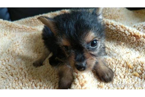 成約済の愛知県のミックス犬-144284の3枚目