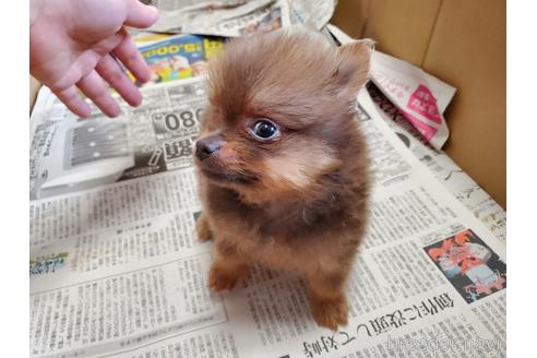 成約済の愛知県のポメラニアン-143552の4枚目