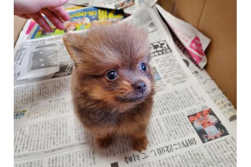 成約済の愛知県のポメラニアン-143552の5枚目