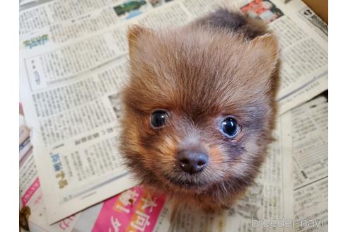 成約済の愛知県のポメラニアン-143552の6枚目