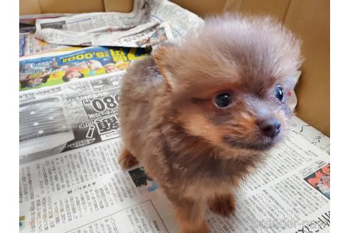 成約済の愛知県のポメラニアン-143552の3枚目