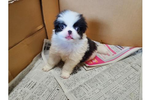 成約済の愛知県の狆 (チン)-143561