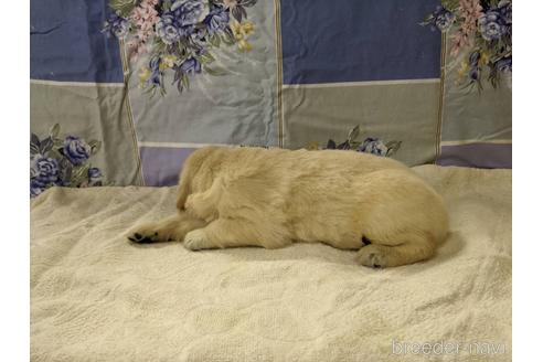 成約済の千葉県のゴールデンレトリーバー-145977の3枚目