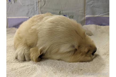 成約済の千葉県のゴールデンレトリーバー-145983の7枚目