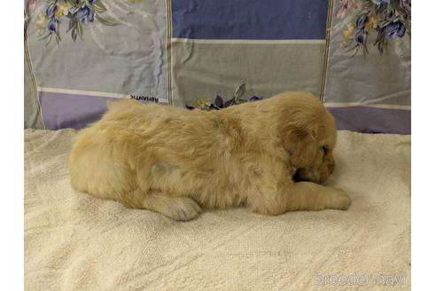 成約済の千葉県のゴールデンレトリーバー-145983の4枚目