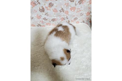 成約済の岩手県のミックス犬-144862の4枚目