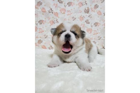 成約済の岩手県のミックス犬-144862の1枚目