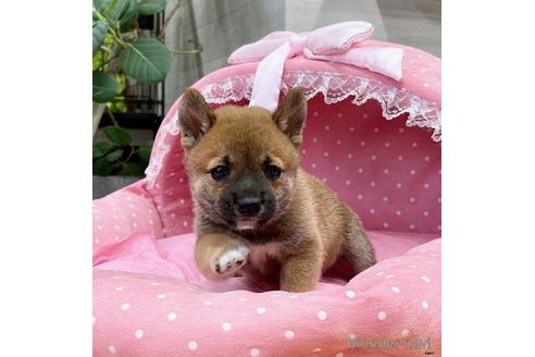 成約済の大阪府の柴犬-146026の4枚目