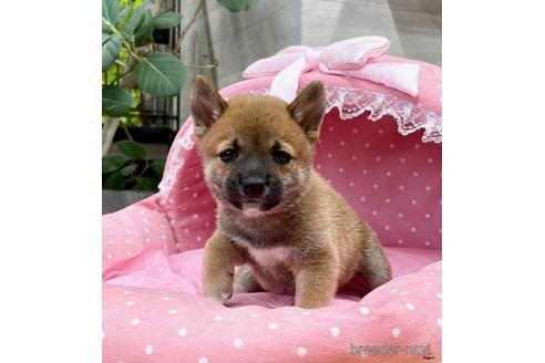 成約済の大阪府の柴犬-146026の3枚目