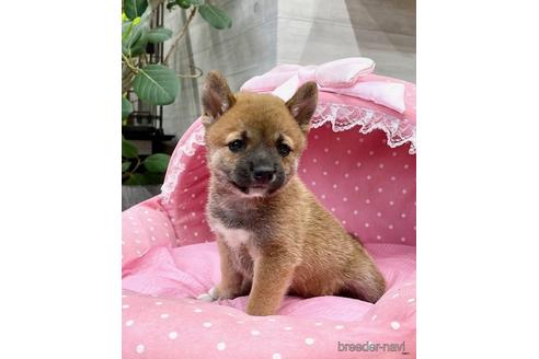 成約済の大阪府の柴犬-146026の2枚目