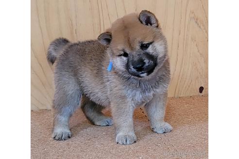 成約済の埼玉県の柴犬-146029の2枚目