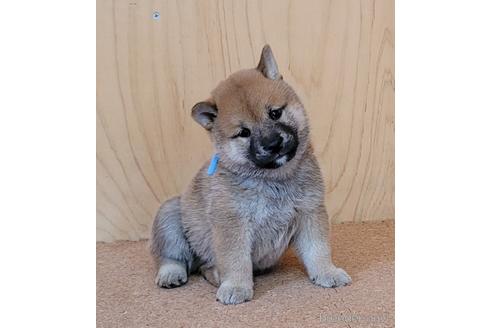 成約済の埼玉県の柴犬-146029の1枚目