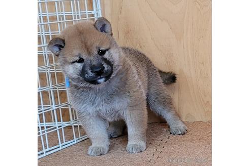 成約済の埼玉県の柴犬-146029の3枚目