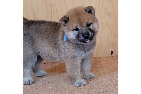 成約済の埼玉県の柴犬-146029の4枚目