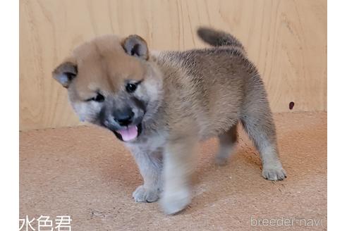成約済の埼玉県の柴犬-146029の5枚目