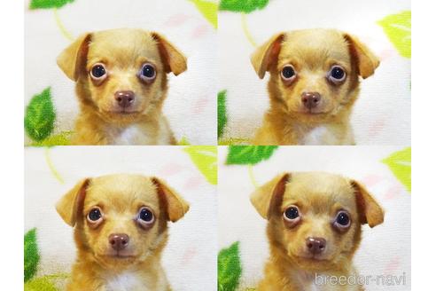 成約済の千葉県のチワプー:チワワ×トイプードル-146034の6枚目