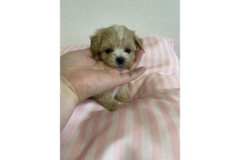 成約済の山形県のマルプー:マルチーズ×トイプードル-144707