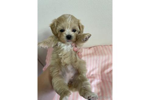 成約済の山形県のマルプー:マルチーズ×トイプードル-144707の2枚目