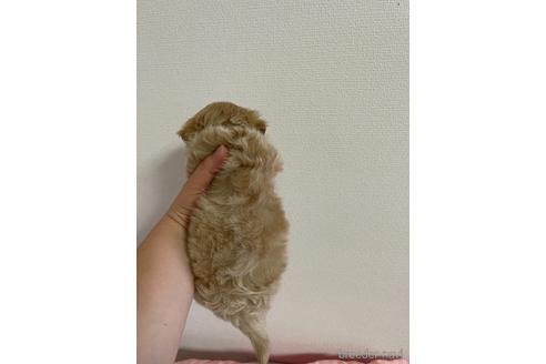 成約済の山形県のマルプー:マルチーズ×トイプードル-144707の3枚目