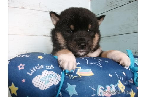 成約済の埼玉県の柴犬-146065の6枚目